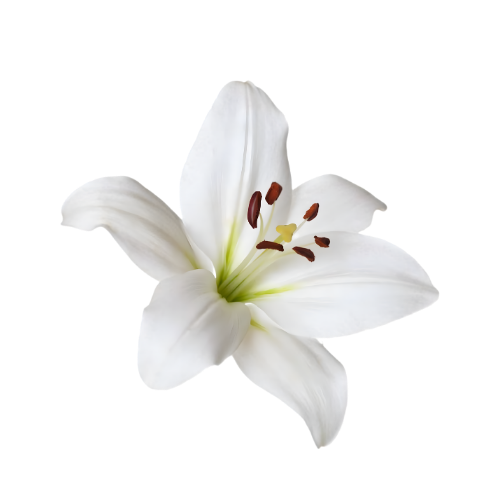 ホズリーブルの香り イメージ リリー（シャンプー）