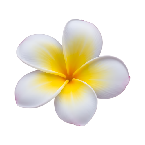プルメリアミルクの香り イメージ　プルメリア（シャンプー）