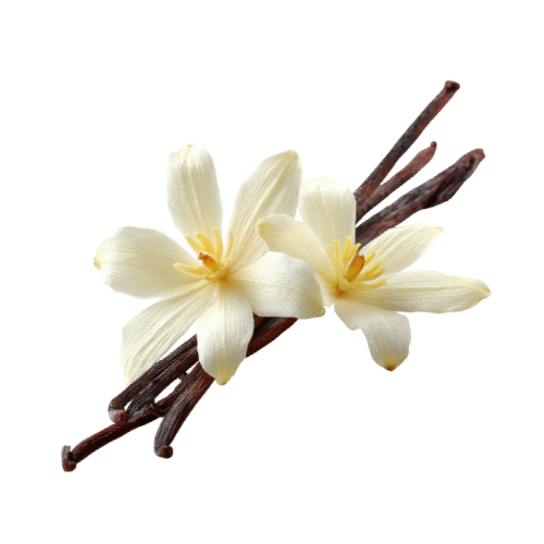 プルメリアミルクの香り イメージ　バニラ　（シャンプー）