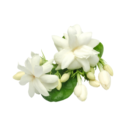 シンデレラサボンの香り イメージ　ジャスミン（シャンプー）