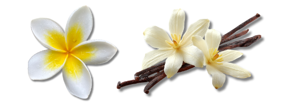 Plumeria Milk